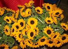 IMG 5482